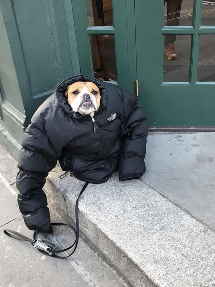     Đến cả chó cũng mặc thêm đồ để chống chọi với cái lạnh.   