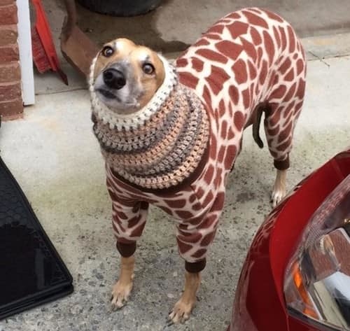  Không chỉ mặc áo, chú chó này còn được may cả khăn quàng cổ để cảm thấy ấm áp hơn.  