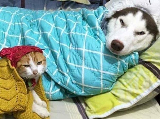   Khi mùa giá rét thì khắc nhau như chó với mèo cùng có lúc tình cảm ấm nồng thế này.  