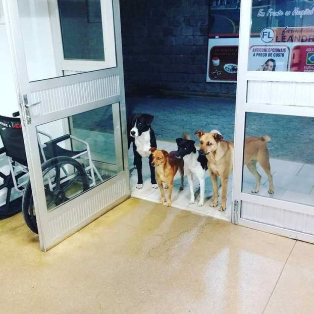   Một người đàn ông vô gia cư ở Brazil được đưa đến bệnh viện, 4 chú chó mà anh ta chăm sóc đã luôn đứng ngoài để dõi theo ân nhân của mình  