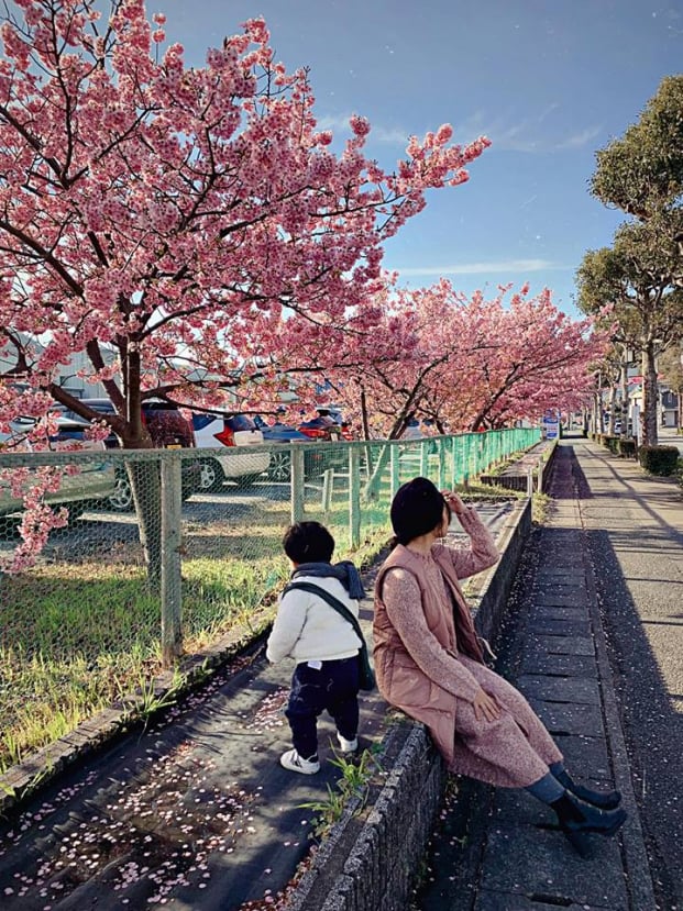 Dẫu biết mùa anh đào Nhật Bản đẹp, nhưng nhìn bộ ảnh này ai cũng phải thốt lên xuất sắc 1