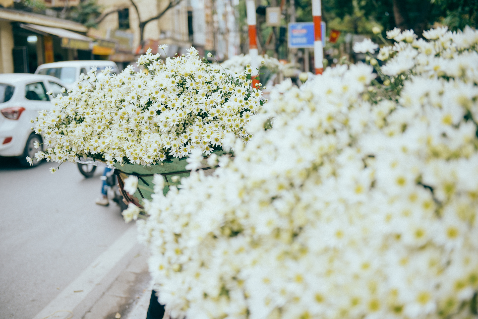Màu trắng ngần của cúc hoạ mi ngập tràn đường phố Hà Nội, đặc biệt là các đoạn như Mai Xuân Thưởng - Thuỵ Khuê, Yên Phụ,..