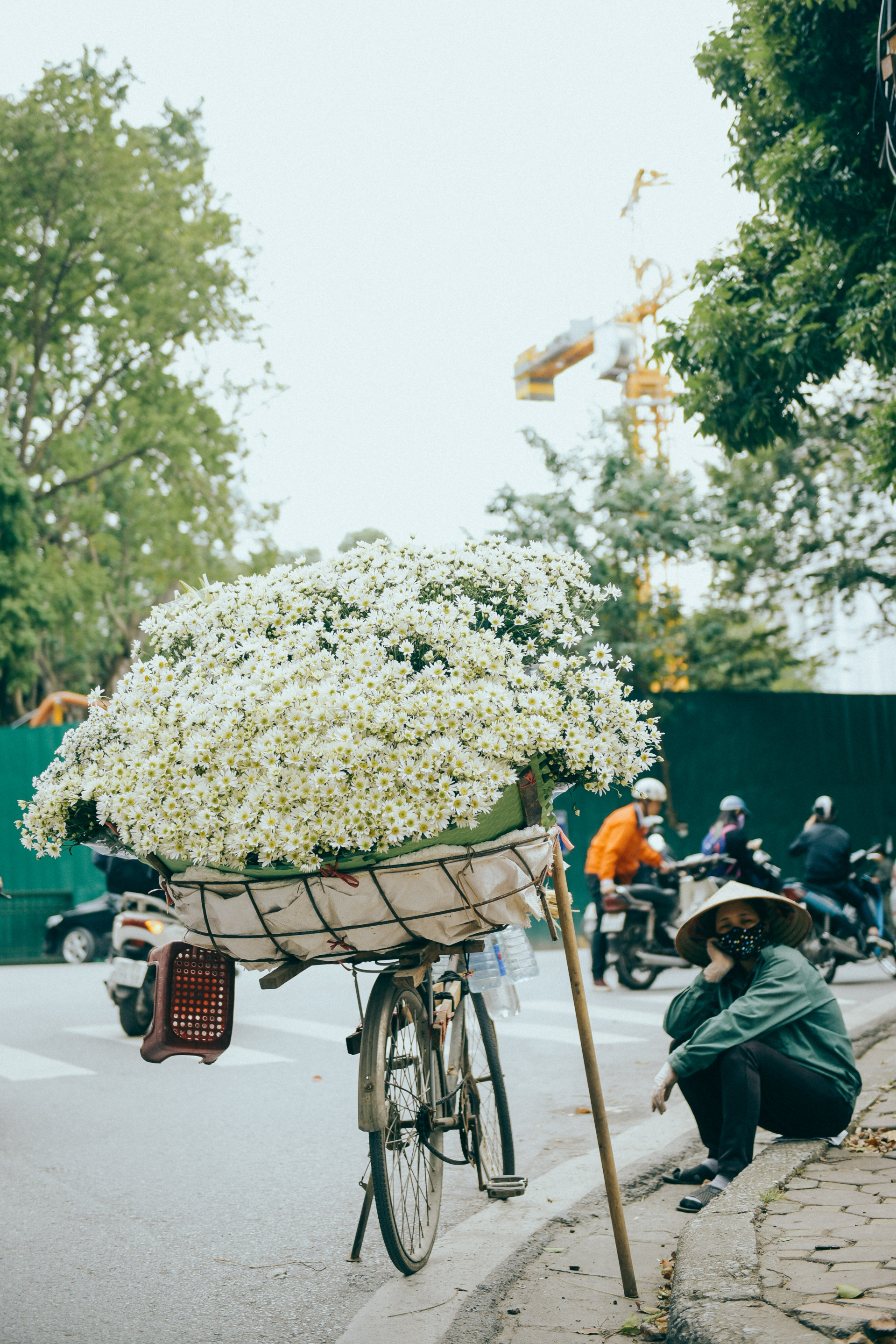 Người ta vẫn thường gọi cúc hoạ mi là 'loài hoa đến cùng mùa đông' bởi khoảng thời gian hoa bắt đầu nở rộ cũng thường là lúc Hà Nội bắt đầu chuyển lạnh.
