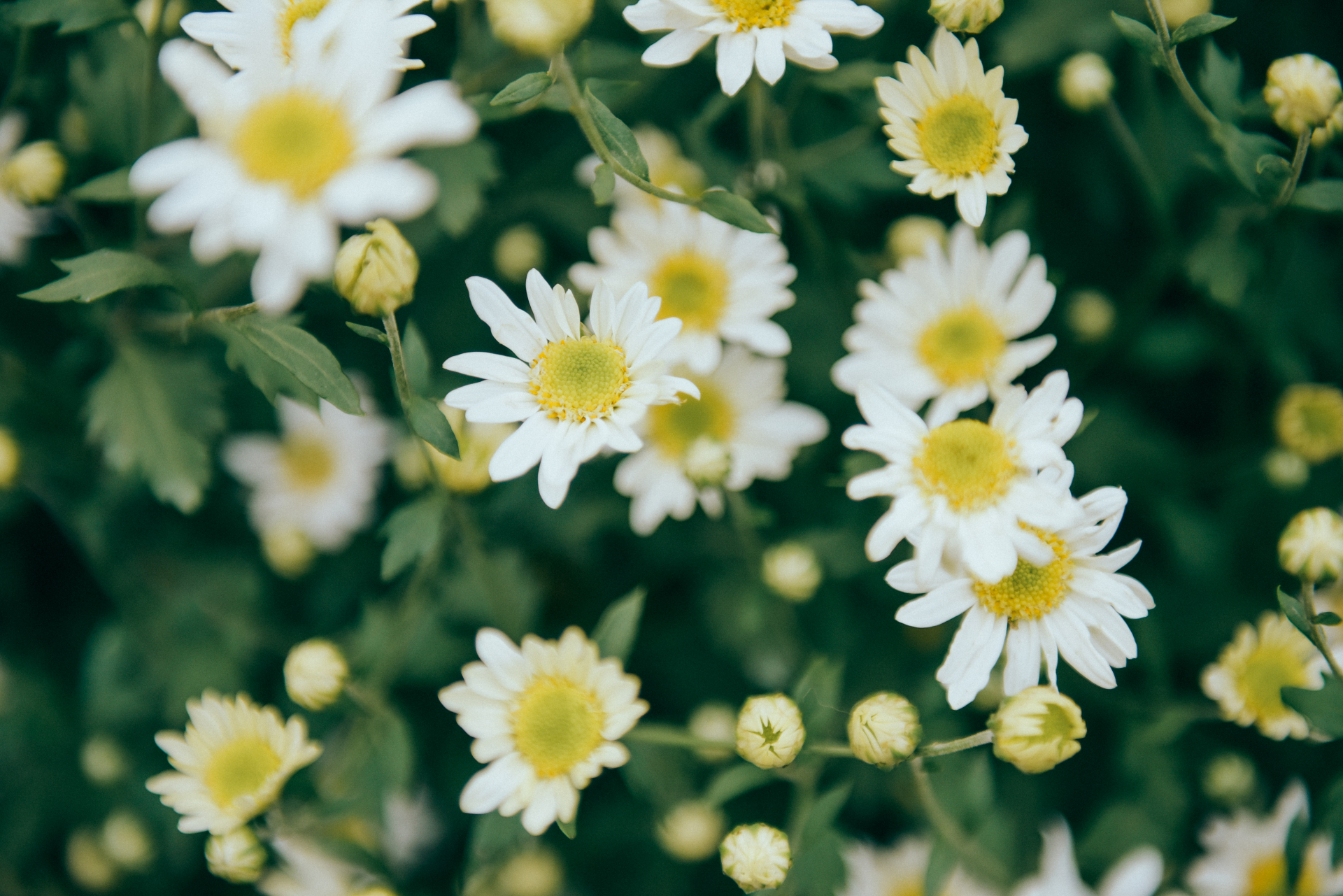 Cúc họa mi là loài hoa nhỏ thường mọc hoang, cánh hoa trắng ngần, hương thơm ngai ngái.