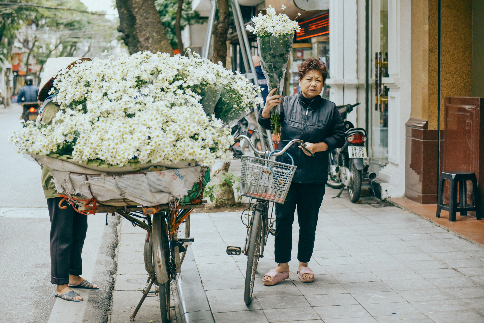Cúc hoạ mi thường không bán ở các hàng hoa mà chỉ có các xe chở rong.Và các bà các mẹ vô tình đi ngang trông thấy sẽ dừng lại mua một bó về làm đẹp cho ngôi nhà của mình