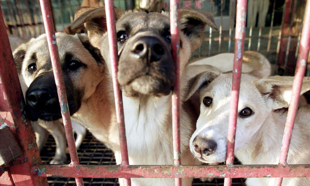 Hà Nội lên lộ trình cấm bán thịt chó ở nội thành từ năm 2021 1