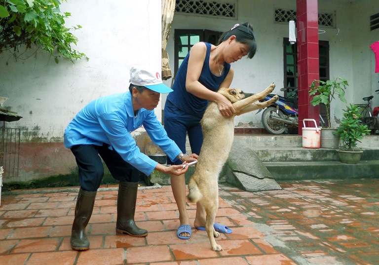 Tiêm phòng dại cho chó, mèo cũng là cách phòng tránh bệnh dại hiệu quả