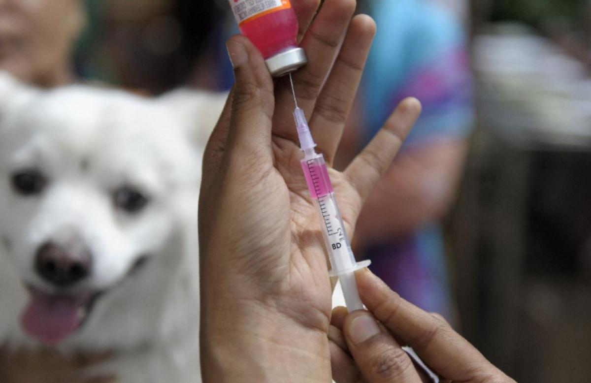 Tiêm vắc xin phòng dại cho chó mèo là cách tốt nhất để phòng tránh bệnh này.