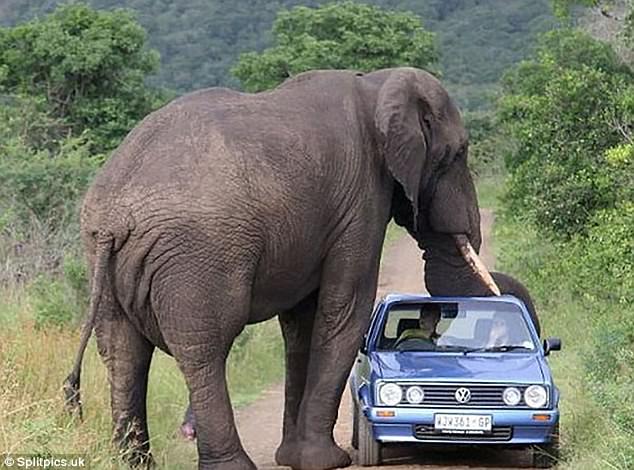 Ai bảo voi không có sở thích chơi ô tô!