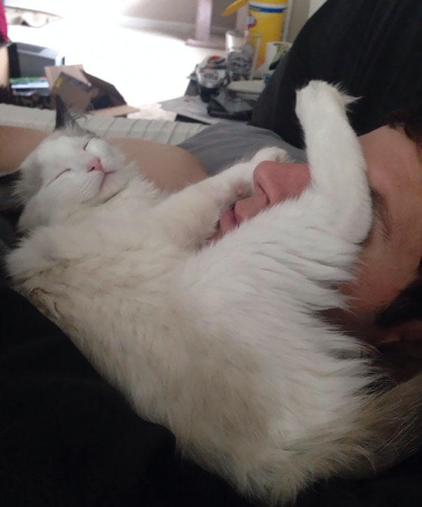 Cứ phải nằm đè lên mặt bạn trai tôi con mèo này mới chịu ngủ!
