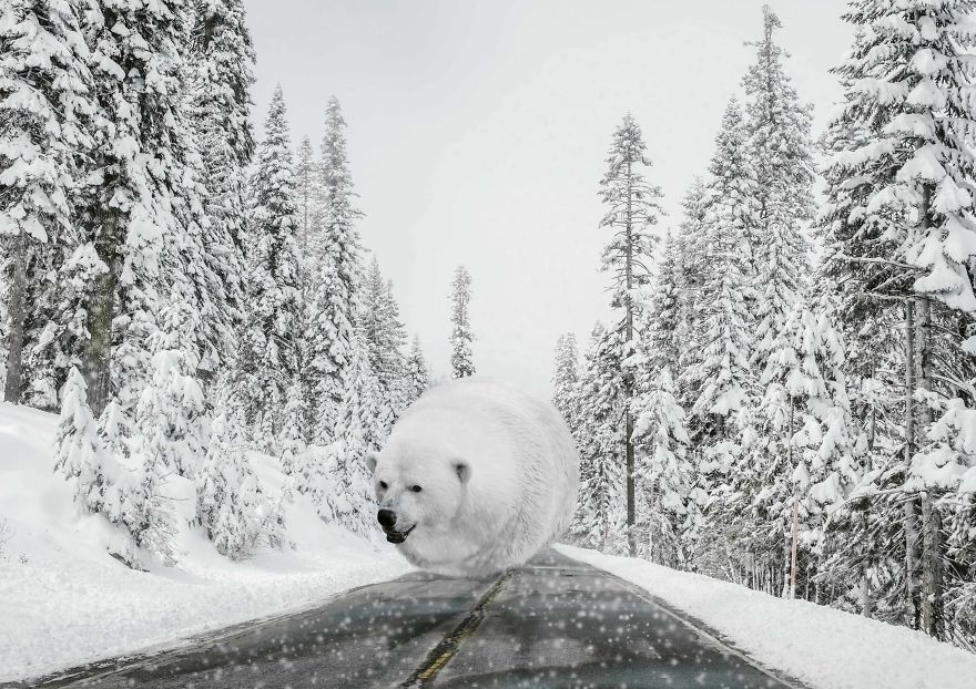 Gấu trắng thành quả bóng tuyết khổng lồ, có khi nào người Tuyết được xây dựng từ hình tượng này?