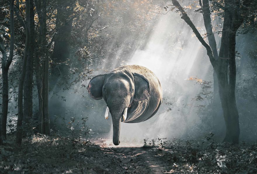 Loài voi sẽ phải di chuyển bằng vòi để kéo cả thân nặng chịch của mình?