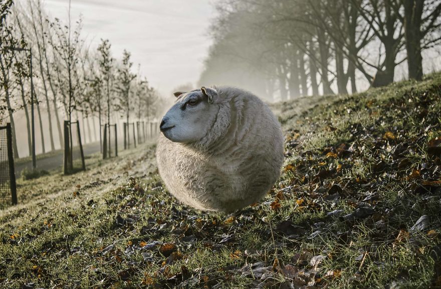 Việc chăn cừu sẽ khó khăn hơn rất nhiều, vì chúng có thể bay theo gió bất cứ lúc nào