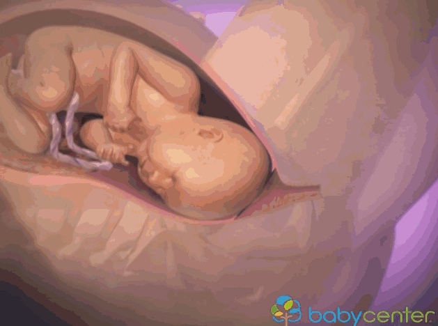 Hình ảnh 3D mô phỏng quá trình sinh nở mẹ bầu xem sẽ không còn lo lắng 7