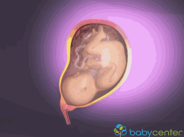 Hình ảnh 3D mô phỏng quá trình sinh nở mẹ bầu xem sẽ không còn lo lắng 2