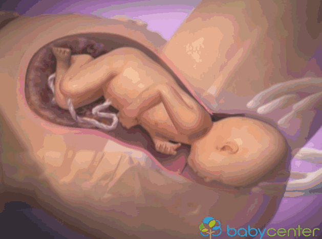 Hình ảnh 3D mô phỏng quá trình sinh nở mẹ bầu xem sẽ không còn lo lắng 10