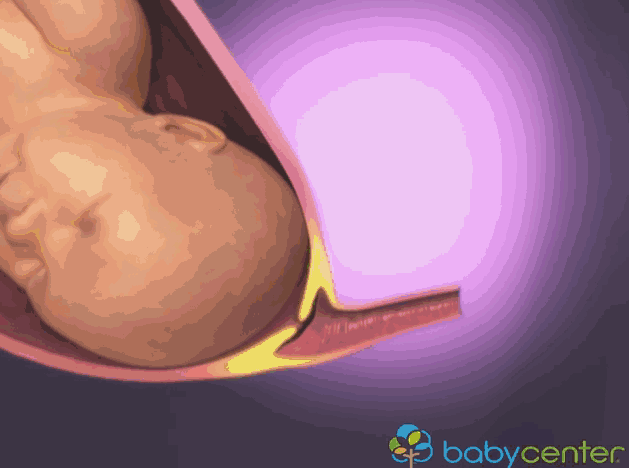 Hình ảnh 3D mô phỏng quá trình sinh nở mẹ bầu xem sẽ không còn lo lắng 6