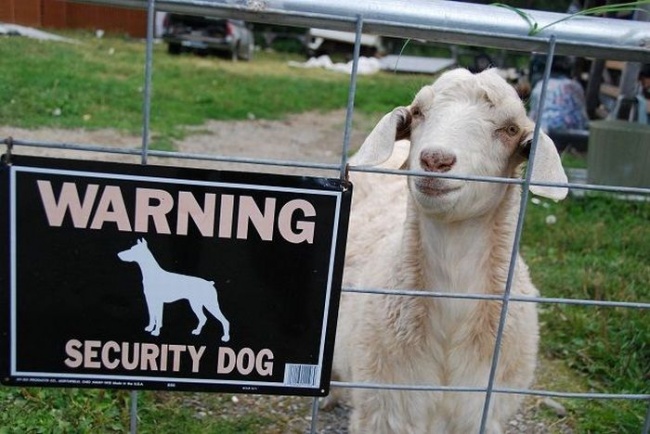 Cảnh báo có chó bảo vệ, chú ý: con chó này trông khá giống cừu.