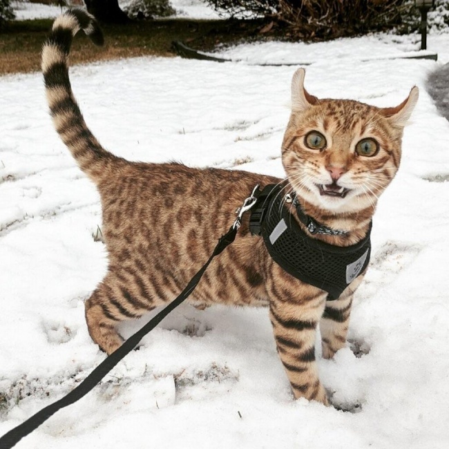 Chú mèo kinh ngạc khi thấy tuyết.