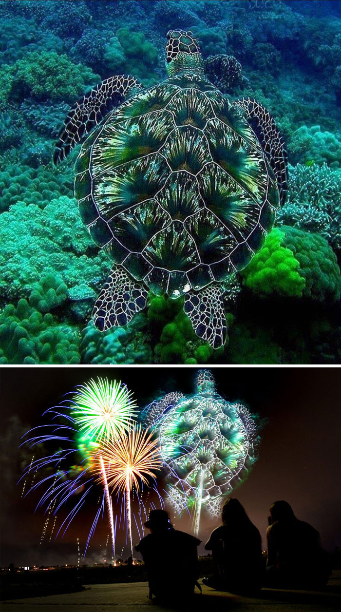 Chú rùa tuyệt đẹp dưới đáy đại dương trở thành một màn pháo hoa tuyệt diệu