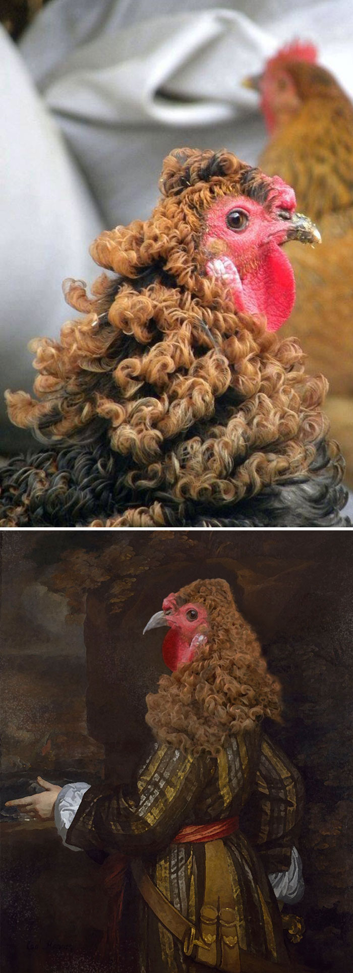 Bộ lông xoăn của chú gà hoàn toàn hợp rơ với hình ảnh các quý tộc ngày xưa.