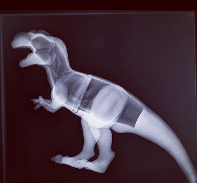 Rõ ràng bạn khủng long bị ốm. Sau khi đi khám và vẫn chưa tin, bác sĩ đã phải chụp X quang khủng long để chứng minh cho con tôi thấy nó hoàn toàn khỏe mạnh bình thường.