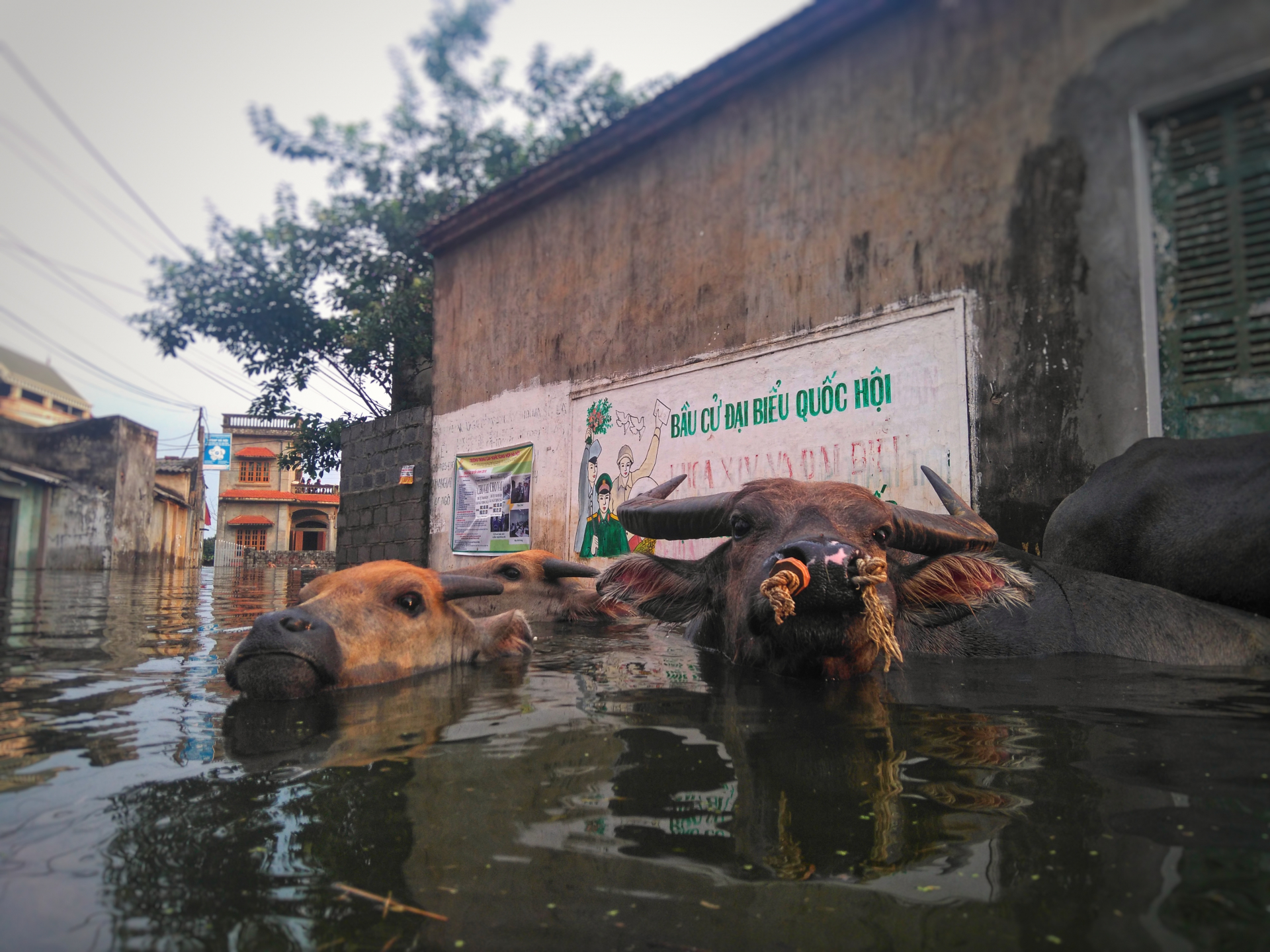   Được biết, xã Nam Phương Tiến có tổng số 831 hộ bị cô lập với gần 4000 nhân khẩu. Những ngày qua, lụt ấp đến, có những điểm nước sâu đến hơn 2 mét.