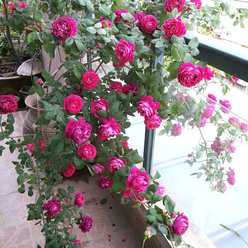 get-quotations-a-may-climbing-roses-rose-garden-flower-fragrance-balcony-plants-potted-seedlings-in-pots-suitable-for-growing-chin