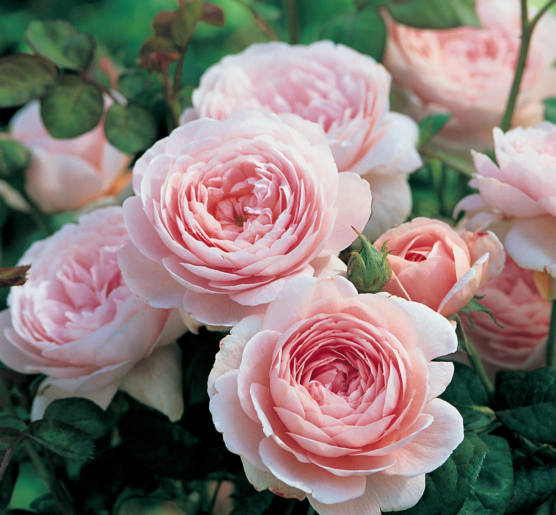 Những ban công đầy hoa hồng tuyệt đẹp giờ không còn là ao ước nữa, bạn hoàn toàn có thể tự tay trồng chúng