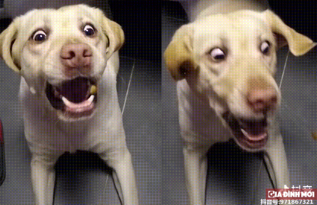 Clip biểu cảm hài hước của chú chó khiến bất cứ ai nhìn thấy cũng phải phì cười