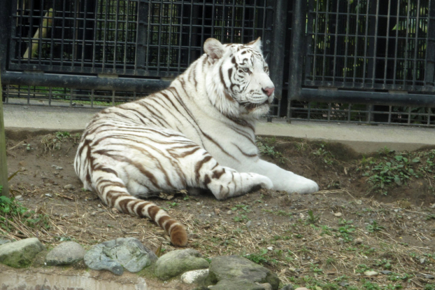   Riku, chú hổ đực 5 tuổi, thủ phạm khiến nhân viên sở thú tử vong tại Công viên sở thú Hirakawa, Kagoshima, Nhật Bản  