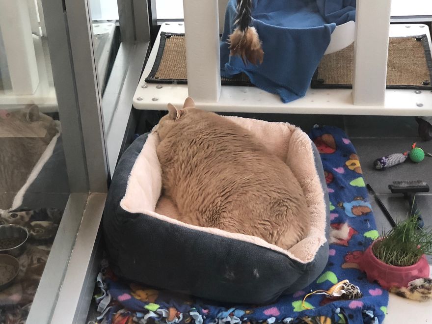 Chiếc giường dường như hơi chật so với kích thước của chú mèo.  