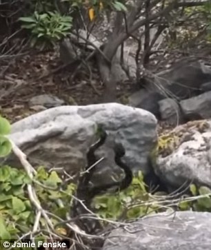 Có thể thấy trong video, hai chú rắn đều gắng sức dìm đối phương xuống thấp hơn mình. 