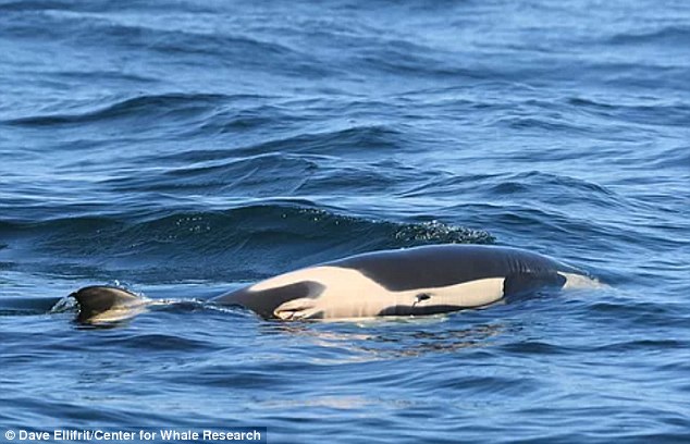 Hiện đàn cá voi sát thủ này chỉ còn khoảng 75 con, con cá voi con đã chết là cá thể duy nhấy được sinh ra trong vòng 3 năm trở lại đây.     