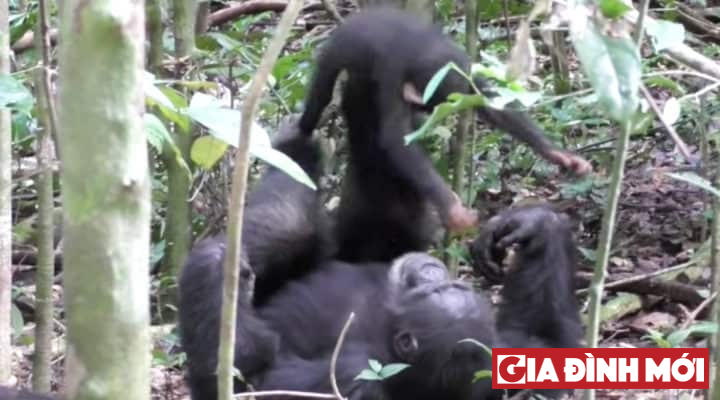 Do tinh tinh sống theo đàn, nên hiện chưa rõ đây có phải là tinh tinh mẹ của con non này hay không