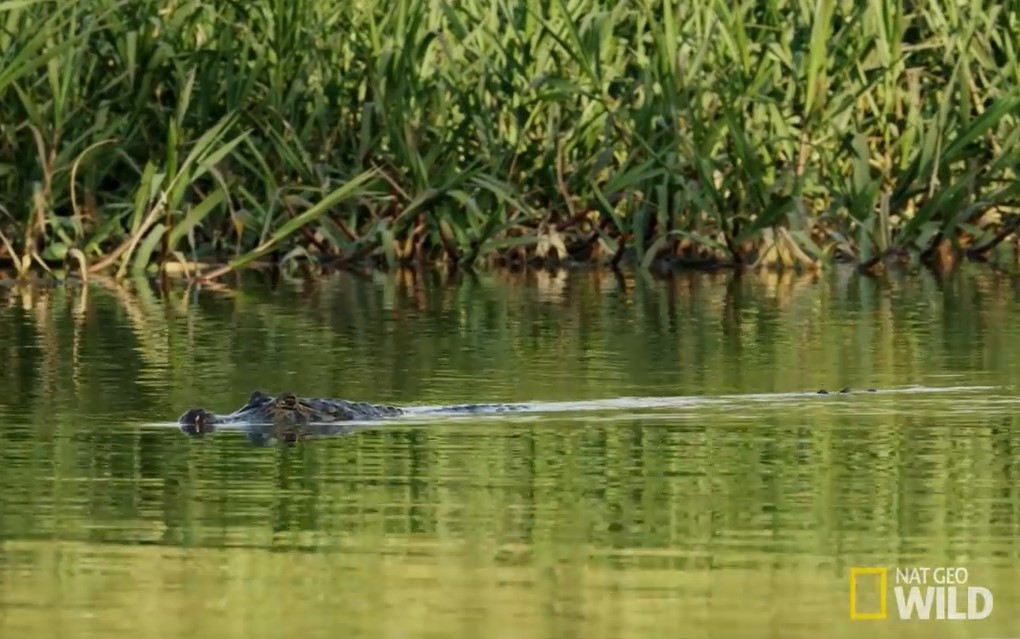 Con cá sấu mõm ngắn vẫn đang bơi lội mà không biết nguy hiểm đang đến gần.