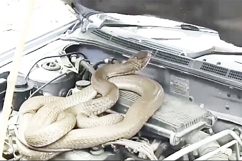 ‘Đứng hình’ với những con rắn khổng lồ làm tổ trong xe ô tô 0