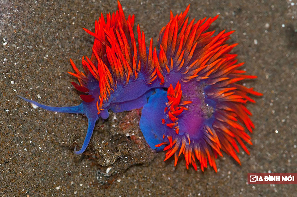 Vẻ đẹp kỳ quái của sên biển nhìn như sinh vật ngoài hành tinh 10