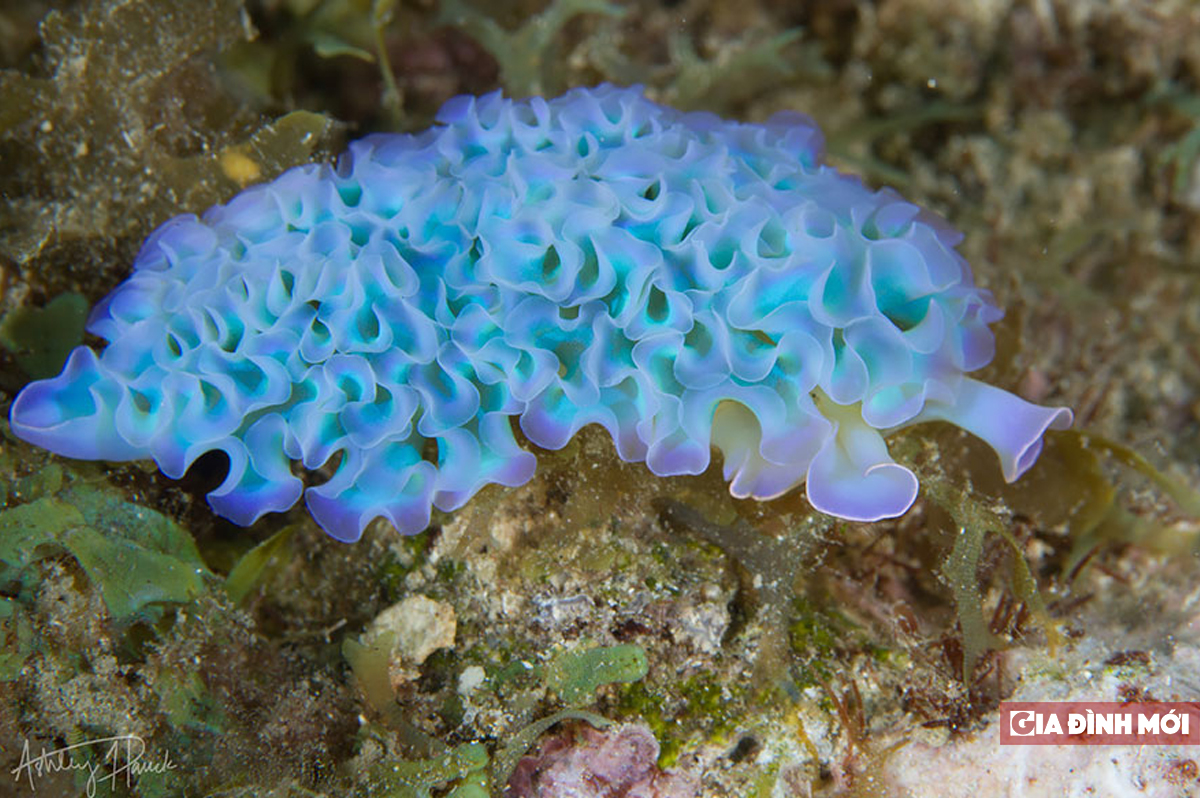 Vẻ đẹp kỳ quái của sên biển nhìn như sinh vật ngoài hành tinh 9