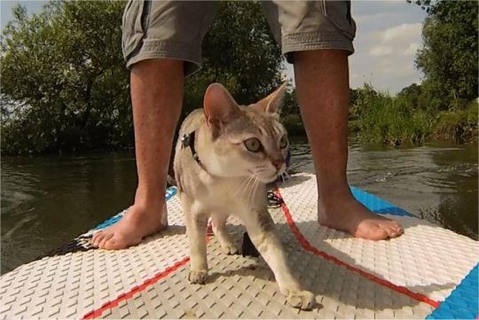 Cô mèo đặc biệt có sở thích bơi thuyền cùng ông chủ 72 tuổi 1