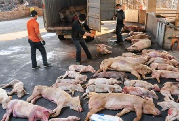 Cảnh báo ngăn chặn Dịch tả lợn Châu Phi có nguy cơ xâm nhiễm vào Việt Nam 0