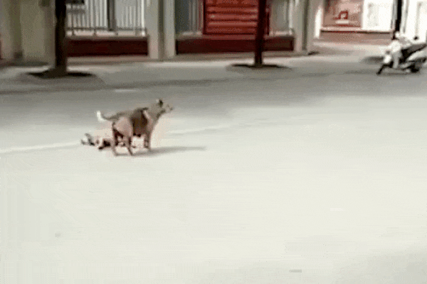 [Video] Chó mẹ liều mình cầu cứu người đi đường giúp chó con bị thương 0