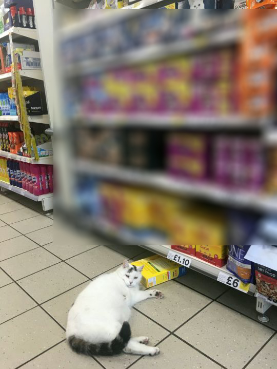 Chú mèo thản nhiên đi vào siêu thị trộm đồ ăn rồi lăn quay ra ngủ 0