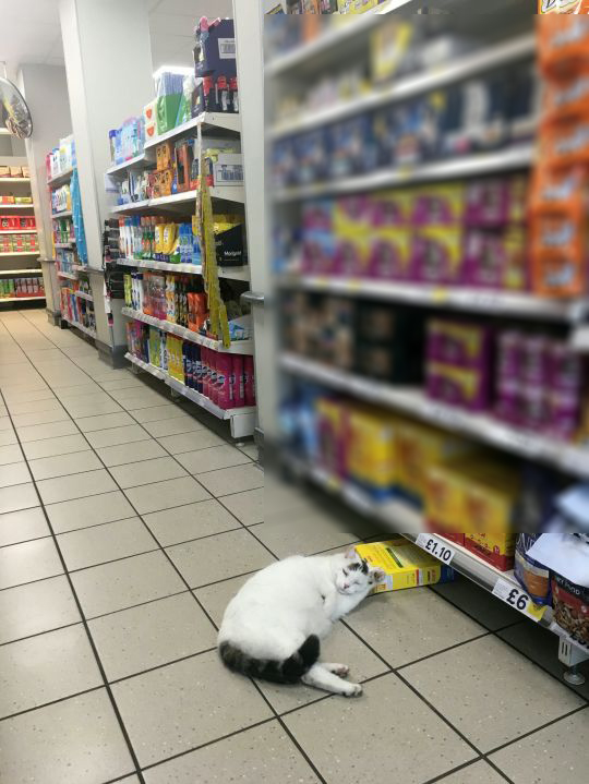 Chú mèo thản nhiên đi vào siêu thị trộm đồ ăn rồi lăn quay ra ngủ 1
