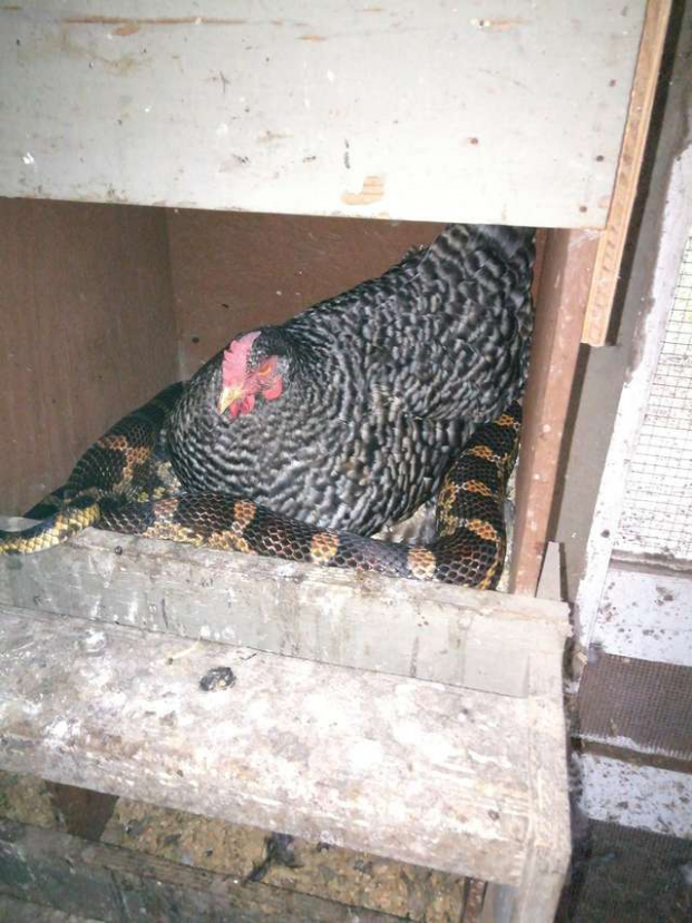 Người phụ nữ hoảng hốt phát hiện rắn mò vào trang trại nhờ gà sưởi ấm 1