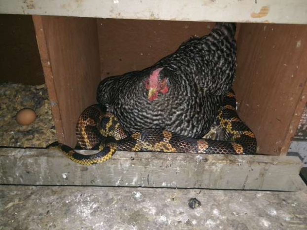 Người phụ nữ hoảng hốt phát hiện rắn mò vào trang trại nhờ gà sưởi ấm 0