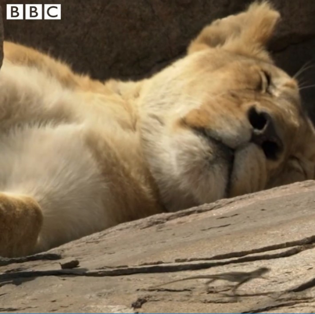[Video] Chú thằn lằn 'lỳ' nhất thế giới động vật, cả gan lợi dụng sư tử để săn mồi 1