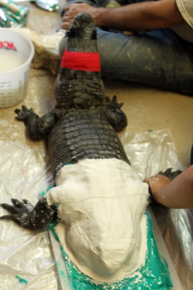 Cá sấu cụt đuôi do buôn bán trái phép được 'tặng' hẳn một chiếc đuôi 3D khác 1