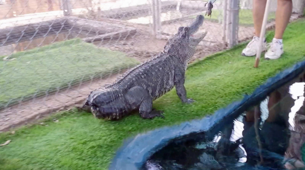 Cá sấu cụt đuôi do buôn bán trái phép được 'tặng' hẳn một chiếc đuôi 3D khác 0