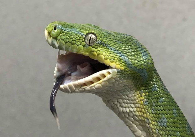 Chú rắn bị gãy răng, rụng hàm do tham nuốt đồ ăn quá to 0